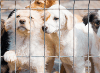 Adopt Don’t Shop: 5 Inspiring Animal Shelters in New York