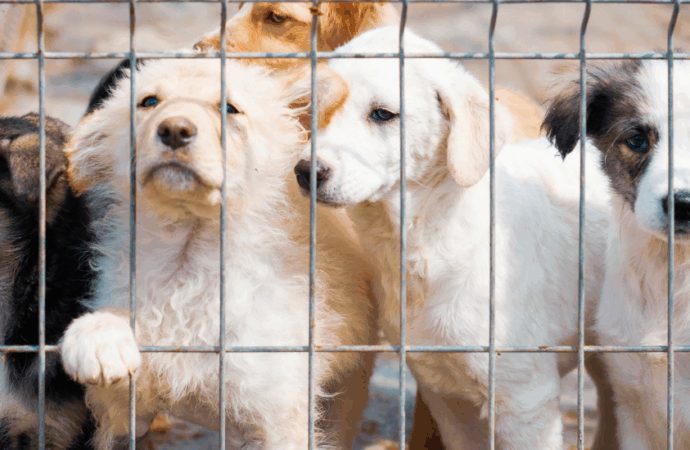 Adopt Don’t Shop: 5 Inspiring Animal Shelters in New York