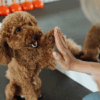 5 Pet Behaviorists Solving Training Challenges with Compassion