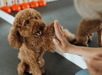 5 Pet Behaviorists Solving Training Challenges with Compassion