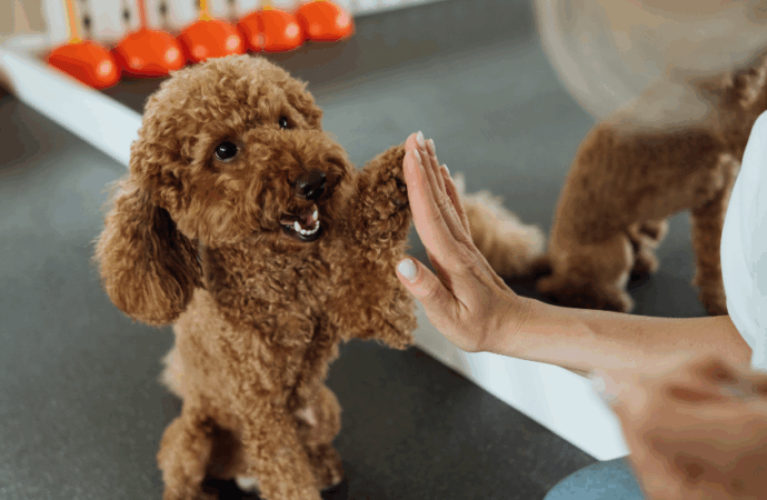 5 Pet Behaviorists Solving Training Challenges with Compassion