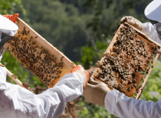 7 Urban Beekeepers Across Canada Saving Cities One Hive at a Time