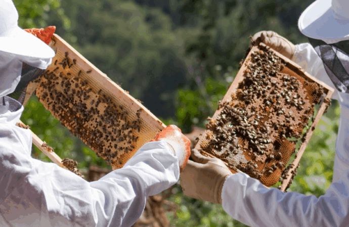 7 Urban Beekeepers Across Canada Saving Cities One Hive at a Time